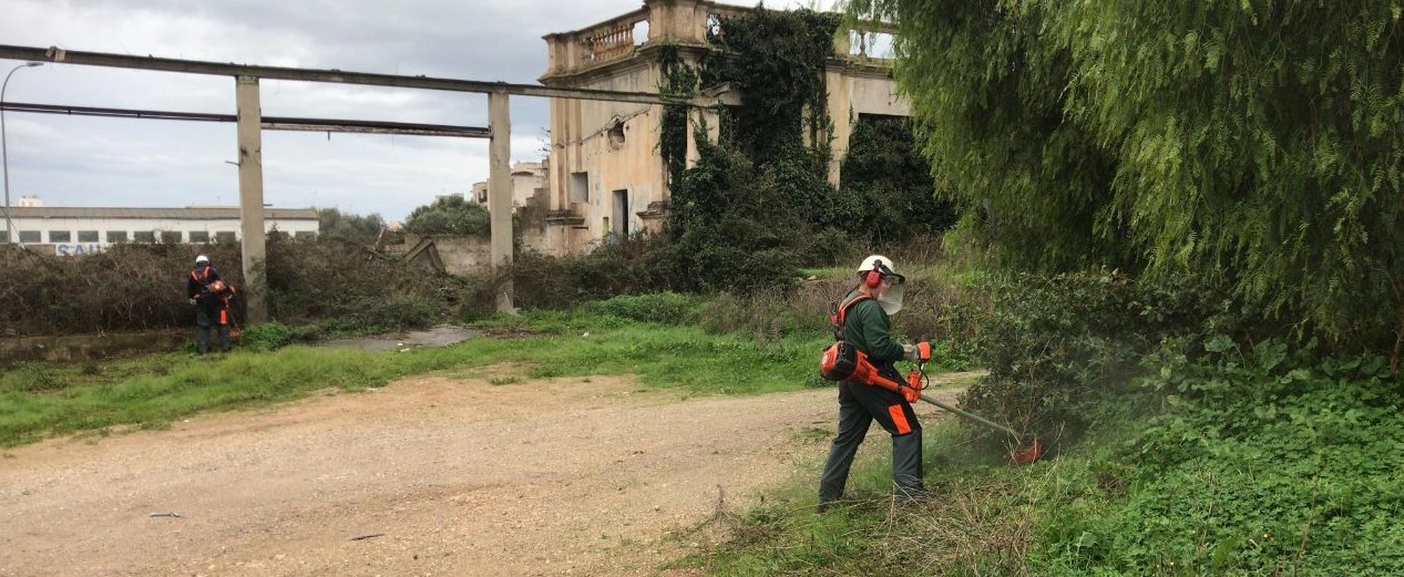 Tasques de desbrossament a l'edifici des Sindicat a Felanitx.